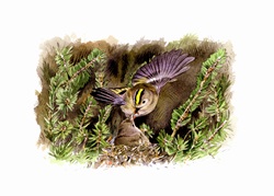 Illustration of goldcrest feeding chick in nest