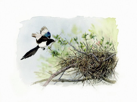 Illustration of magpie approaching nest