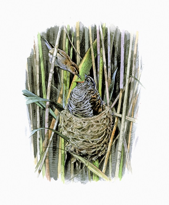 Illustration of reed warbler feeding cuckoo chick in nest