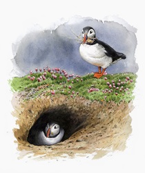 Illustration of Atlantic puffins nesting in burrow