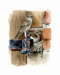 Illustration of spotted flycatchers nesting on metal hinge bracket