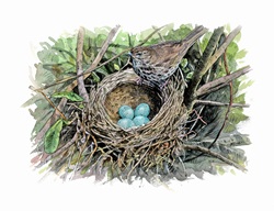 Illustration of song thrush with eggs in nest