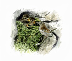 Illustration of wren feeding chicks in mossy nest