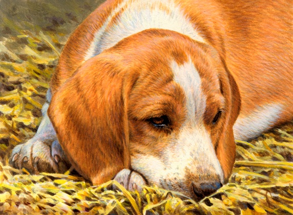 Beagle resting in grass
