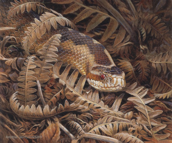 Adder (Vipera berus) snake camouflaged in dry ferns