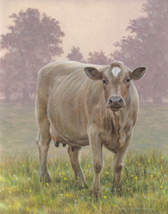 Brown cow in meadow looking at camera