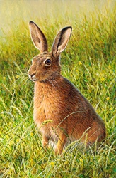 Brown hare (Lepus capensis) sitting in grass