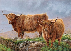Highland cattle in rugged moorland