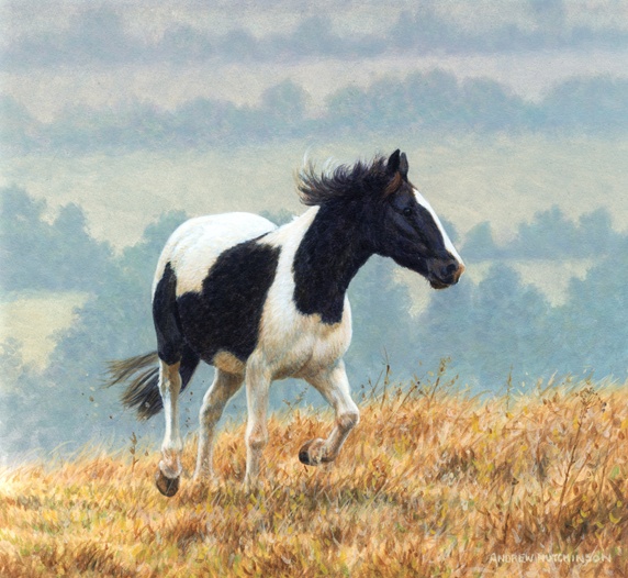 Black and white horse galloping in fields