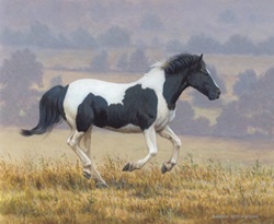 Black and white horse running in countryside