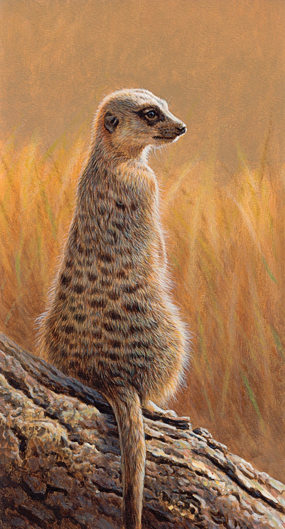 Meerkat (Suricata suricatta) sitting on log