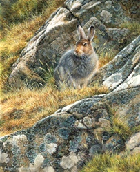 Rabbit sitting by rock covered with lichen