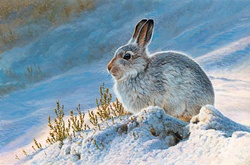 Mountain hare (Lepus timidus) in snow