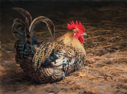 Portrait of cockerel