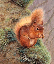 Red squirrel (Sciurus vulgaris) eating nut