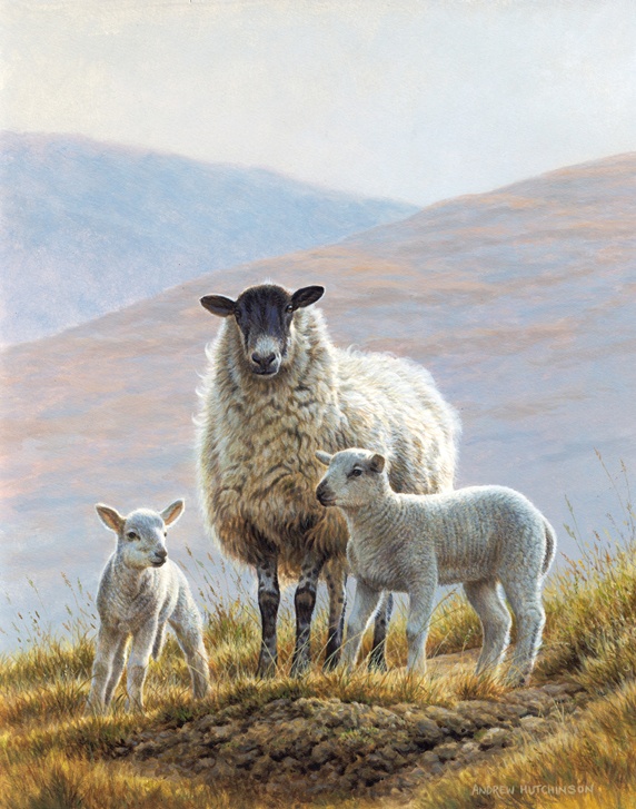 Three sheep in hills