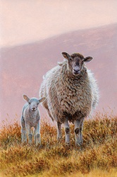 Sheep with lamb in moorland