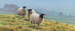 Blackface sheep in countryside