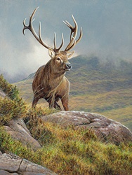 Red deer stag (Cervus elaphus) in rugged moorland