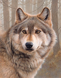 Close up of North American timber wolf (Canis lupus lycaon)