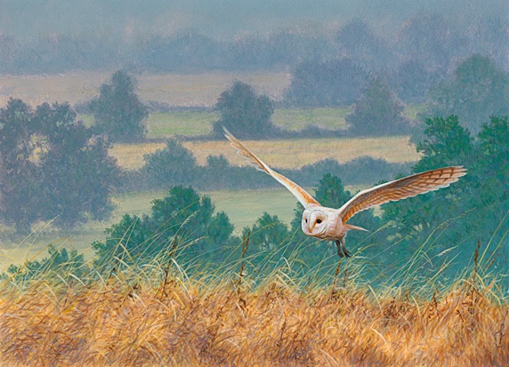 Barn owl flying countryside