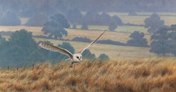 Owl landing in fields