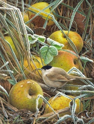 Ripe apples on frosted grass, and small bird