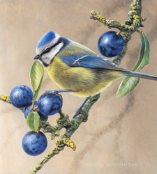 Blue yellow bird perching on tree branch with fruits