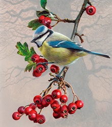 Bird on branch with berries, Blue tit (Parus caeruleus)
