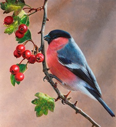 Bird on branch with berries, Bullfinch (Pyrrhula pyrrhula)