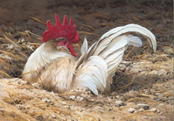 Rooster in dirt