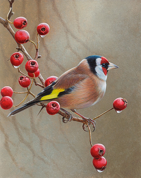 Bird on branch with berries, Goldfinch (Carduelis carduelis)