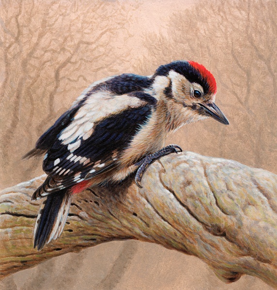 Bird perched branch, Great spotted woodpecker (Dendrocopos major)