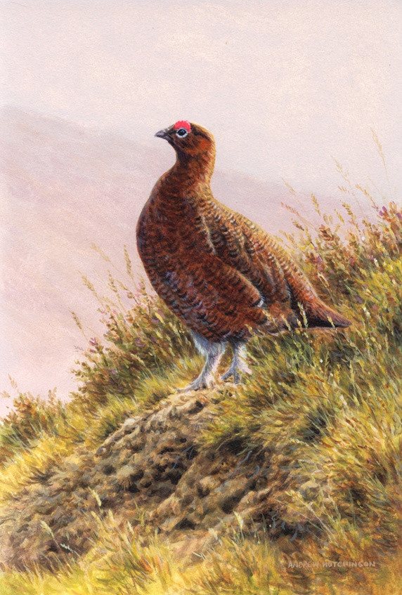 Pheasant in field