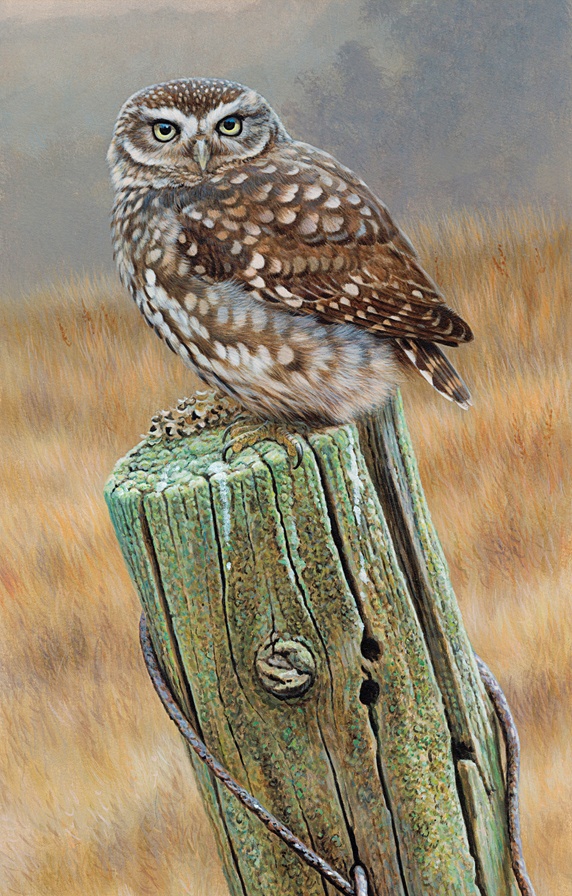 Little owl (Athene noctua) perching on fence post