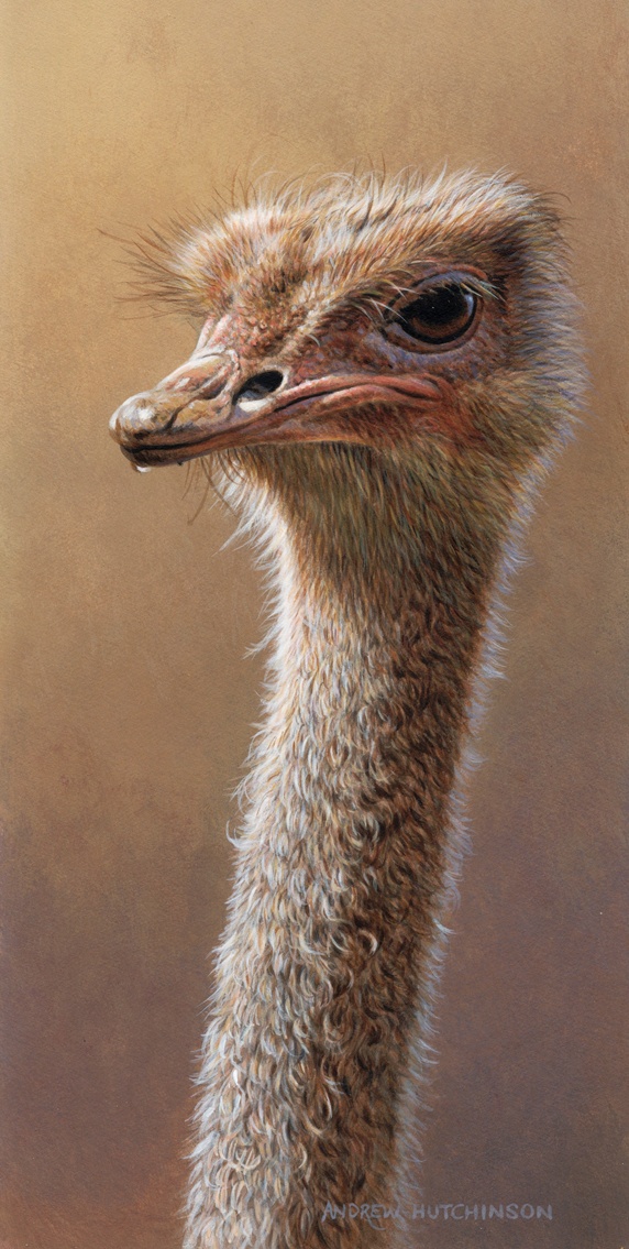 Portrait of ostrich against beige background
