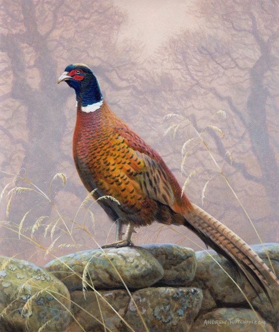 Pheasant on stone wall, trees in background