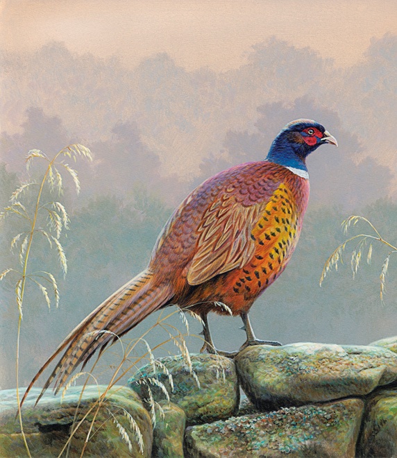 Pheasant standing on stone wall