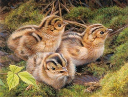 Three pheasant chicks in grass