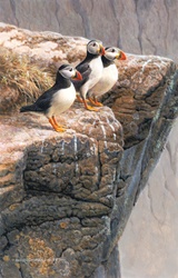 Tree puffins at the edge of rock