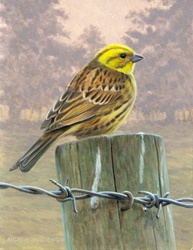Pastel colored image of yellow bird perching on wooden pole, trees in background, wired fence in foreground