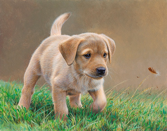 Yellow labrador puppy chasing feather in grass