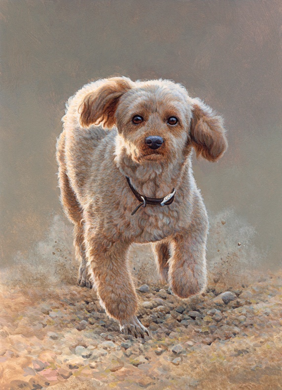 Apricot miniature poodle running looking at camera