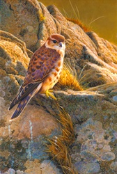 Merlin (Falco columbarius) on rock