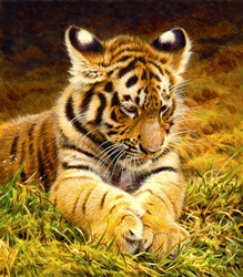 Young tiger lying in grass