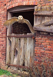 Barn owl flying out of dilapidated stable building