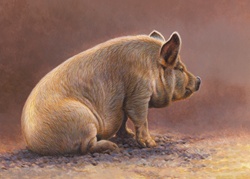 Pig sitting in pen