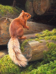 Red squirrel (Sciurus vulgaris) on tree trunk
