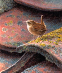 Close up of wren on roof tiles