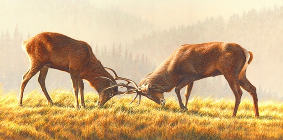 Stags fighting in meadow